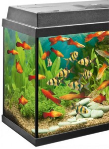 aquarium